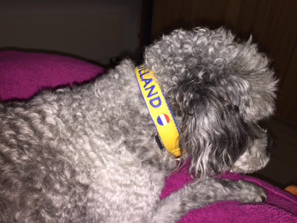 Fanhalsband "HOLLAND"